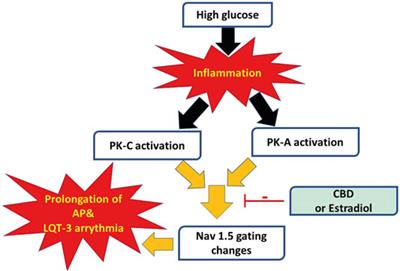 Protein Kinases Mediate Anti-Inflammatory Effects of Cannabidiol and Estradiol Against High Glucose in Cardiac Sodium Channels